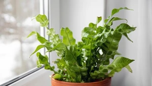 Ładniejsza niż paproć i modniejsza niż monstera. Ta roślina podbija wnętrza