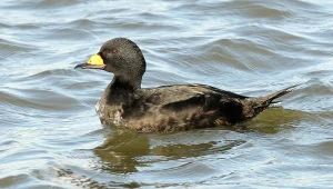 Rzadkie ptaki zaobserwowane w Polsce. Ornitolodzy podają powody