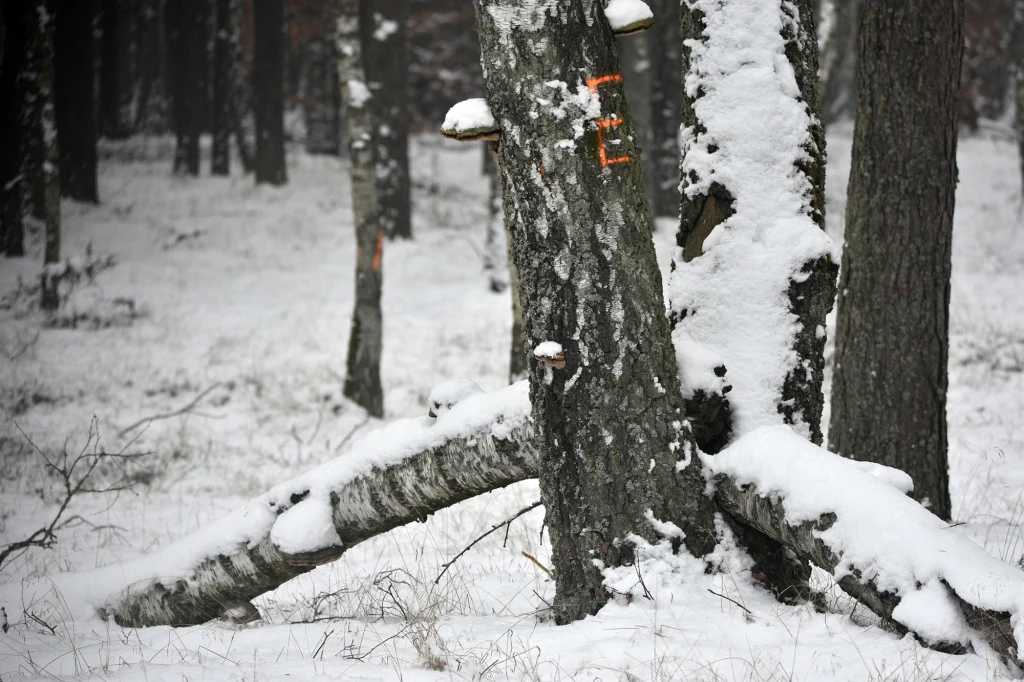 Co oznaczają symbole naniesione farbą na drzewach? Co oznaczają symbole naniesione farbą na drzewach?