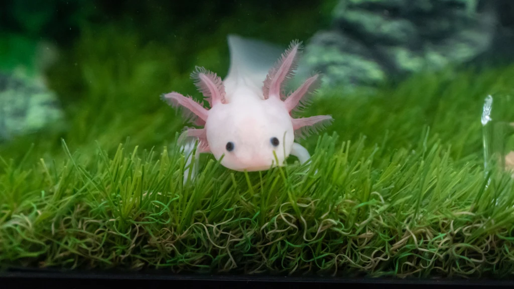 Umiejętności regeneracyjne aksolotlów mogą być wskazówką dla współczesnej medycyny Umiejętności regeneracyjne aksolotlów mogą być wskazówką dla współczesnej medycyny