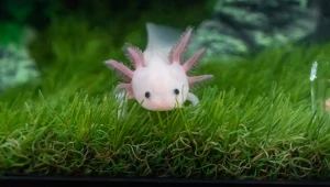 Jak to możliwe, że odrastają im kończyny? Kluczem okazał się ten hormon