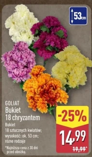 Chryzantema Goliat