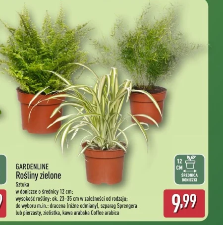 Roślina w doniczce Gardenline