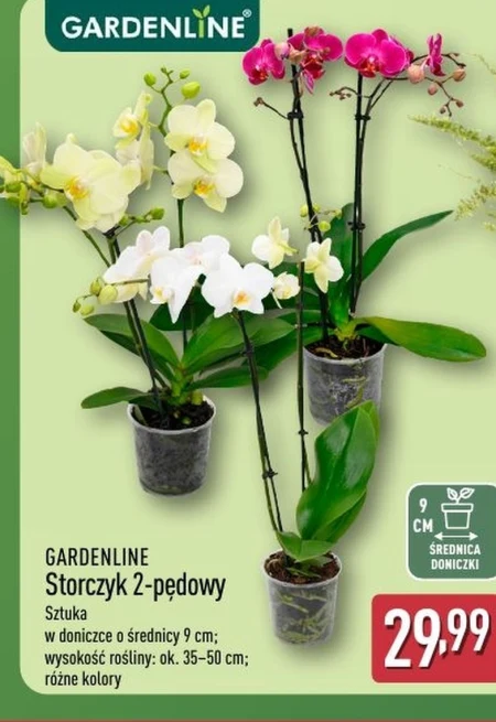 Storczyk Gardenline