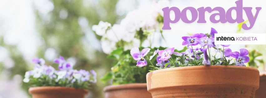 Fioletowe bratki i białe kwiaty posadzone w glinianych doniczkach na tle rozmytego ogrodu, napis 'porady' oraz logo 'interia KOBIETA' w prawym górnym rogu.