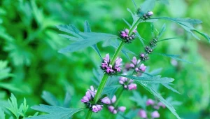 Serdecznik pospolity najczęściej wykorzystywany jest w ziołolecznictwie.