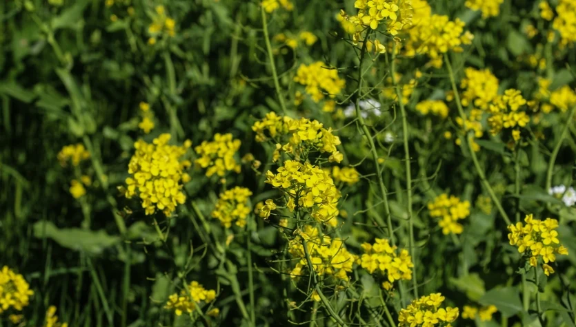 Gorczyca biała (Sinapis alba) ma duże znaczenie użytkowe.