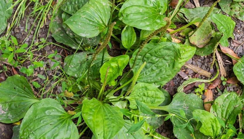 Babka zwyczajna to pospolity chwast, który często wykorzystywany był do opatrywania ran.