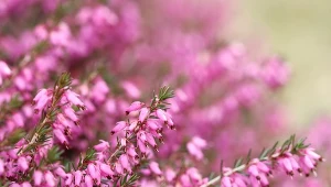 Wrzosiec wiosenny obficie kwitnie zwykle w różnych odmianach różu.