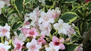 Krzewuszka cudowna „Magical Rainbow” słynie z charakterystycznego ubarwienia liści.