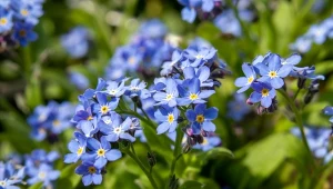 Niezapominajka leśna to oryginalna roślina o drobnych, delikatnych kwiatach.