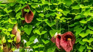 Kokornak wielkolistny wyróżnia się dużymi liśćmi oraz oryginalnymi kwiatami.