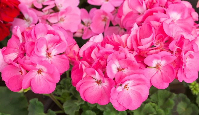 Pelargonia pasiasta (Pelargonium × hortorum).
