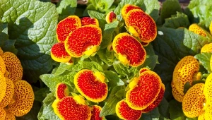 Pantofelnik całolistny, zwany jest również kalceolarią lub złotą rosą, to bylina uprawiana jako roślina jednoroczna, najczęściej w doniczkach.