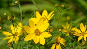 Nachyłek okółkowy w pełni rozkwitu.