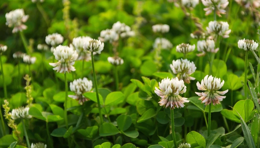 Koniczyna biała (Trifolium repens).