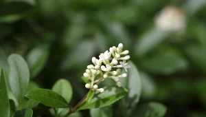 Ligustr pospolity kwitnie latem, wydając niewielkie, lekko pachnące kwiaty.