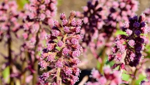 Lepiężnik różowy to roślina, która od dawna jest znana ze swoich właściwości zdrowotnych.