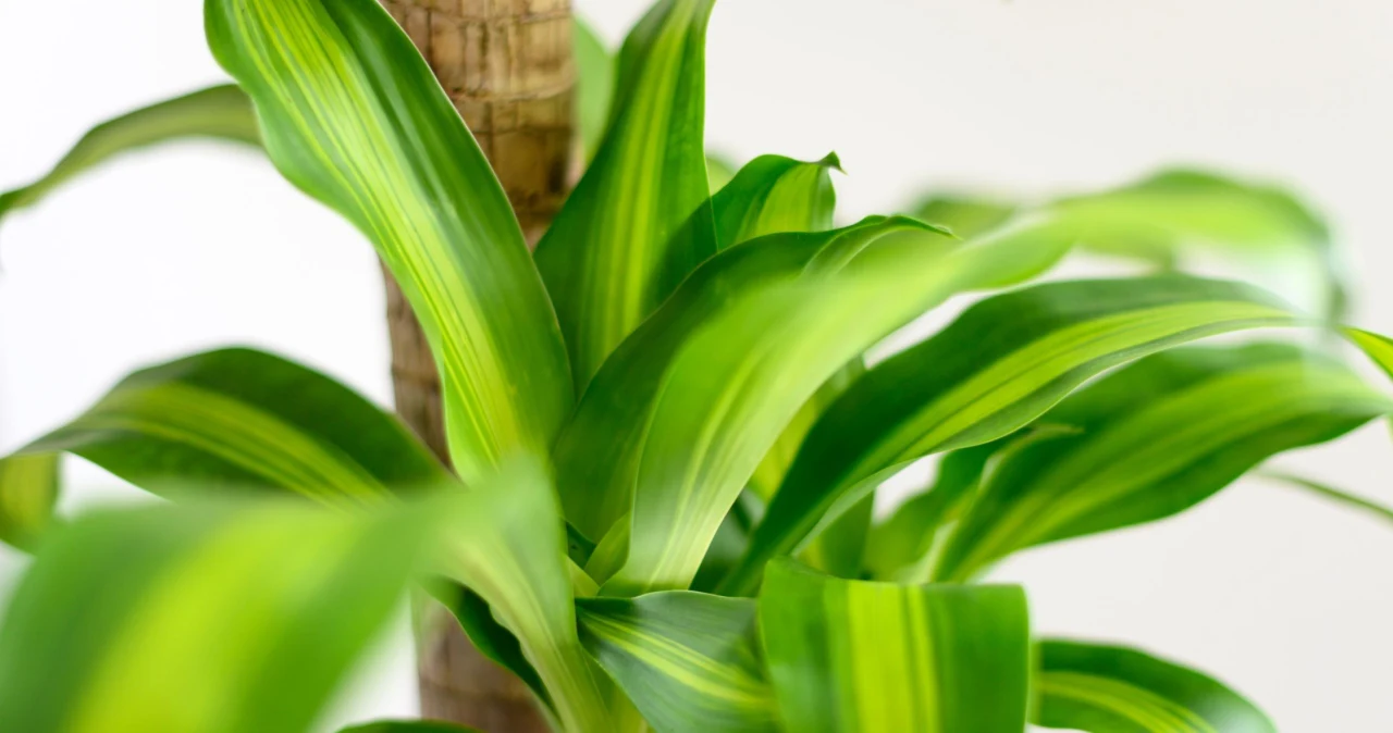 Dracena Sandera (Dracaena sanderiana) - Deccoria.pl