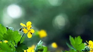 Żółcące się w słońcu, filigranowe kwiaty glistnika jaskółcze ziele (Chelidonium majus) udekorują twój ogród.