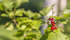 Porzeczka alpejska (Ribes alpinum).