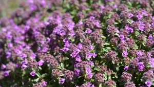 Macierzanka piaskowa to niewymagająca bylina okrywowa, której fioletowo-różowe kwiaty tworzą gęste, barwne dywany.