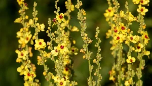 Dziewanna pospolita to oryginalna bylina o żółtych kwiatach.