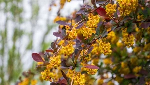 Berberys pospolity, zwany również zwyczajnym, może osiągnąć nawet 3 m wysokości.