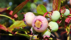 Borówka wysoka 'Cabernet Splash' jest krzewem owocowo-ozdobnym.