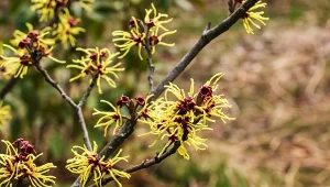 Oczar wirginijski (Hamamelis virginiana) to niezwykle dekoracyjny krzew, który kwitnie w zimie.