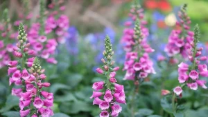 Naparstnica purpurowa jest nie tylko rośliną ozdobną, ale również leczniczą.