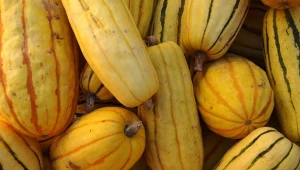 Dynia makaronowa to odmiana dyni zwyczajnej, której miąższ po ugotowaniu przypomina makaron spaghetti.