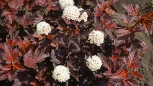 Pęcherznica kalinolistna jest odporna, a do tego ma niewielkie wymagania oraz barwne liście. Poza tym pięknie kwitnie.