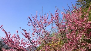 Śliwa wiśniowa, inaczej ałycza, wyróżnia się intensywnym kwitnieniem.