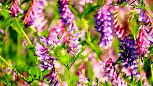 Wyka ptasia często jest uważana za chwast, ale ma ciekawe właściwości lecznicze i dekoracyjne.