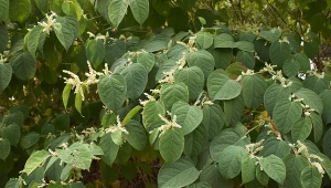 Rdestowiec ostrokończysty to wieloletnia bylina, która posiada właściwości prozdrowotne.