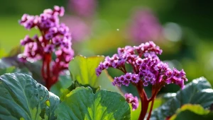 Bergenia sercowata to zimozielona bylina, która kwitnie w kwietniu i maju.