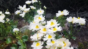 Dębik ośmiopłatkowy to zimozielona bylina, która upodobała sobie tereny górzyste.