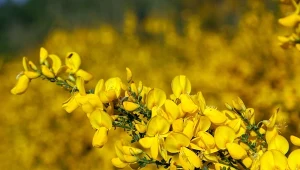 Wielkim atutem żarnowca miotlastego są piękne kwiaty.