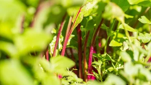 Burak liściowy (Beta vulgaris jest ceniony nie tylko ze względu na swoje walory smakowe, ale również właściwości prozdrowotne.