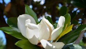 Magnolia parasolowata (Magnolia tripetala) charakteryzuje się wyjątkowo pięknymi kwiatami.