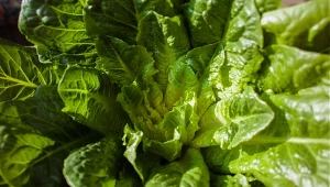 W XIX wieku sałata łodygowa cieszyła się popularnością w okolicach Krakowa, gdzie nazywano ją głąbikiem.