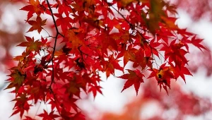 Klon ginnala (Acer ginnala) to duży krzew lub małe drzewo, o niewielkich wymaganiach uprawowych.