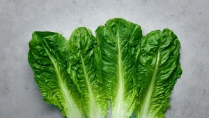 Sałata rzymska (Lactuca sativa var. romana).