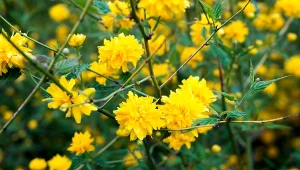 Złotlin japoński jest ceniony ze względu na obfite kwitnienie oraz niewielkie wymagania pielęgnacyjne.