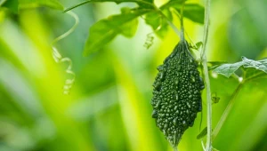 Owoce przepękli ogórkowatej (Momordica charantia) mają ciekawy kształt i strukturę.