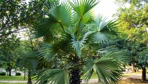 Szorstkowiec Fortunego łatwo przystosowuje się do nowych warunków.