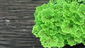 Selaginella apoda w Polsce uprawiana jest w domu.