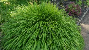 Hakonechloa smukła zmienia ubarwienie wraz z ochłodzeniem.