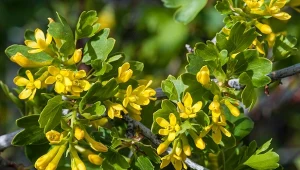 Porzeczka złota w maju wytwarza żółte kwiaty.